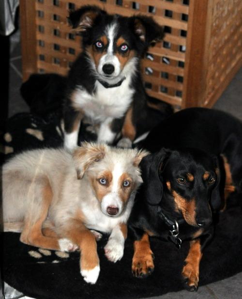 Miniature Australian Shepherd Blue billede 5