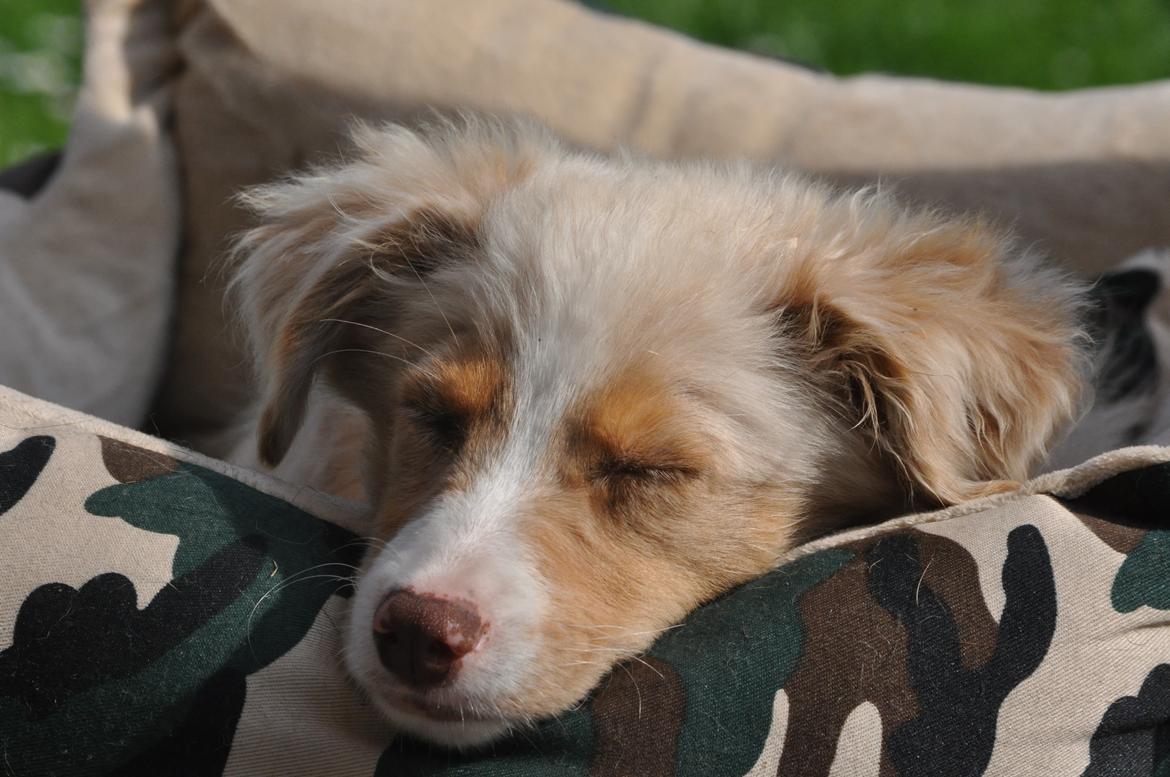 Miniature Australian Shepherd Blue billede 6