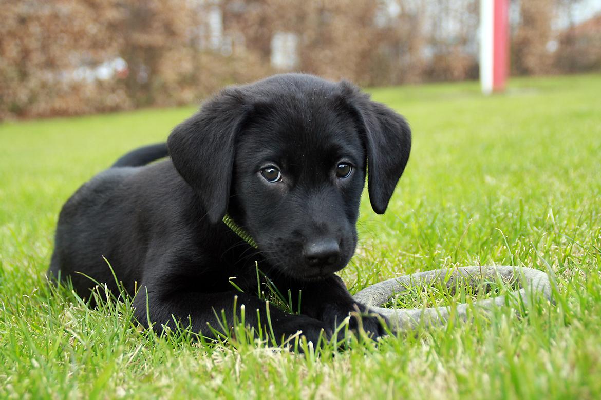 Labrador retriever Anton - Det med og ligge i haven med et stykke legetøj, er lige sagen!
25/04-2012. billede 2