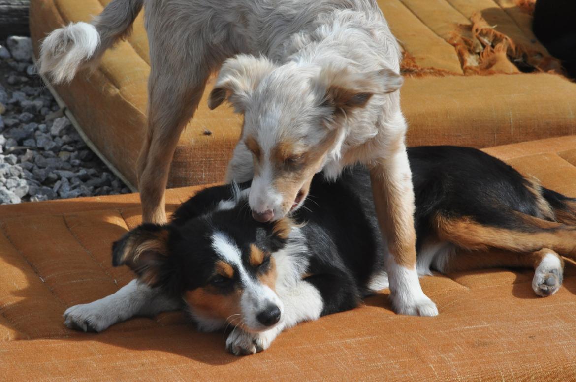 Miniature Australian Shepherd Blue billede 7