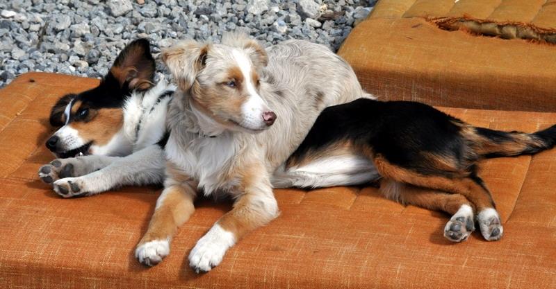 Miniature Australian Shepherd Blue billede 8