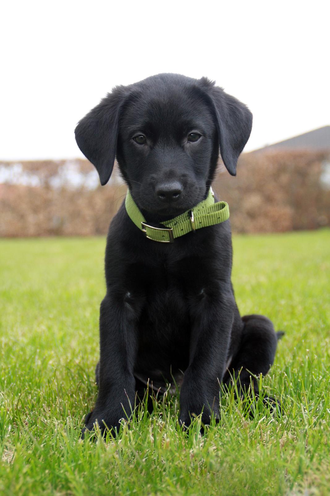 Labrador retriever Anton - Så fint han sidder!
25/04-2012. billede 5