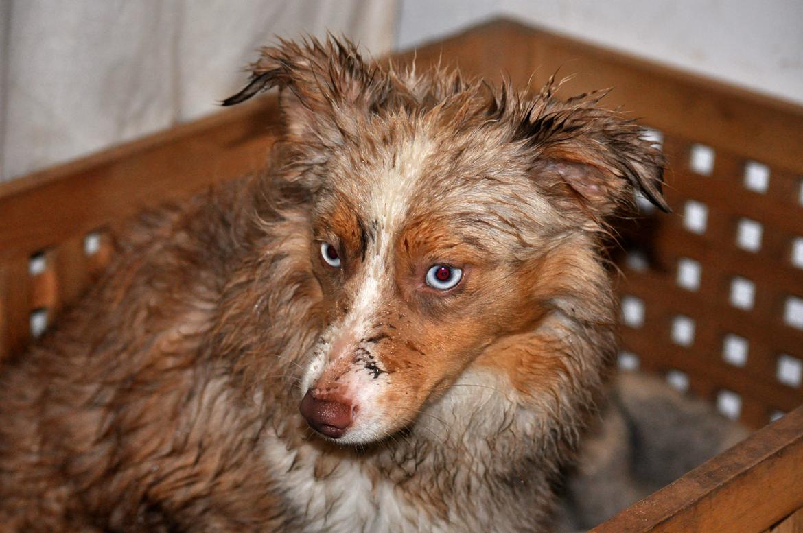 Miniature Australian Shepherd Blue billede 9