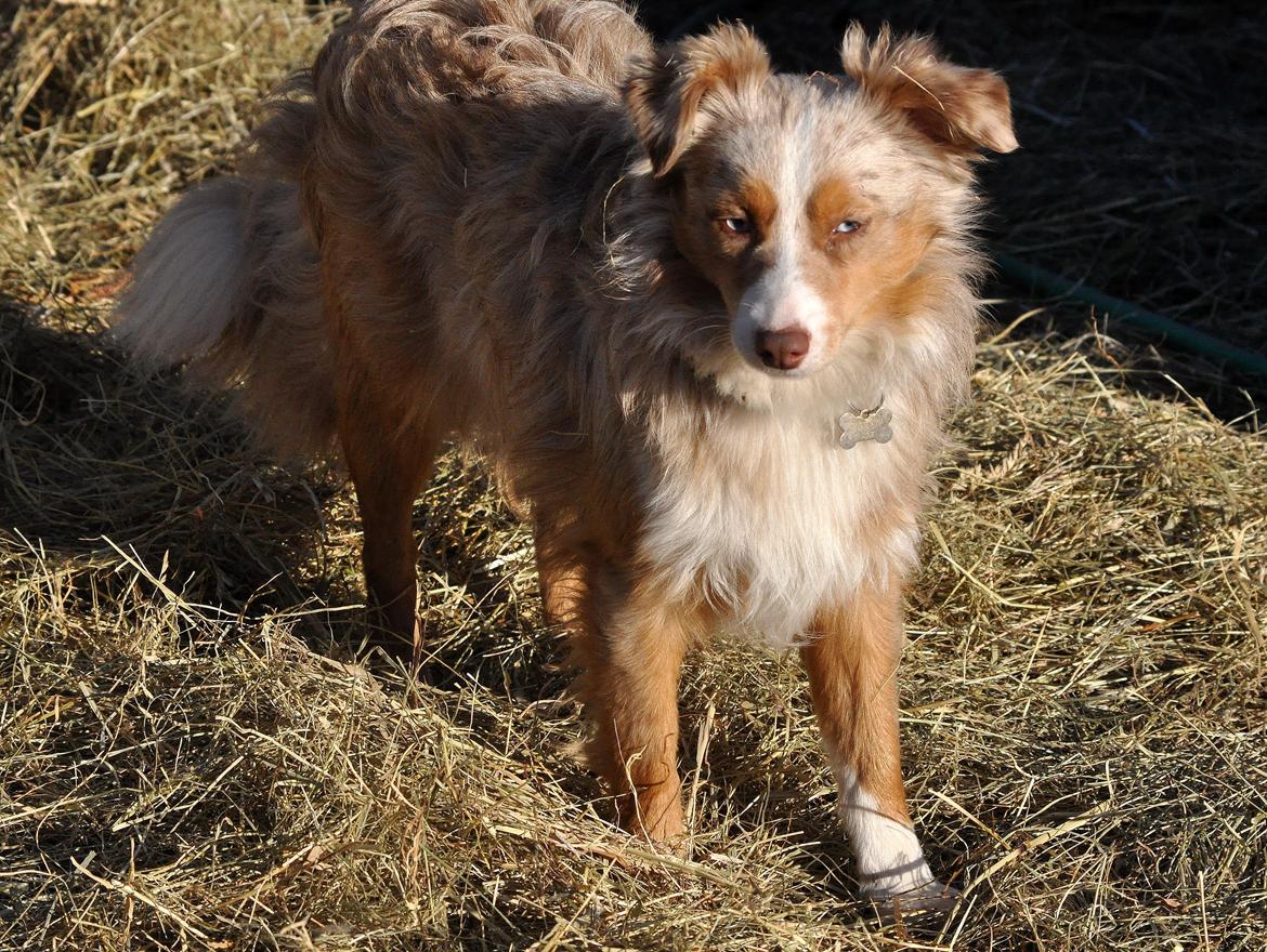 Miniature Australian Shepherd Blue billede 10