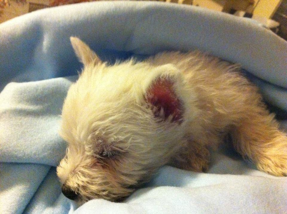 West highland white terrier Eddie Mcqueen - Eddie. Den første dag hjemme hos mig. Fantastisk dag <3 billede 15