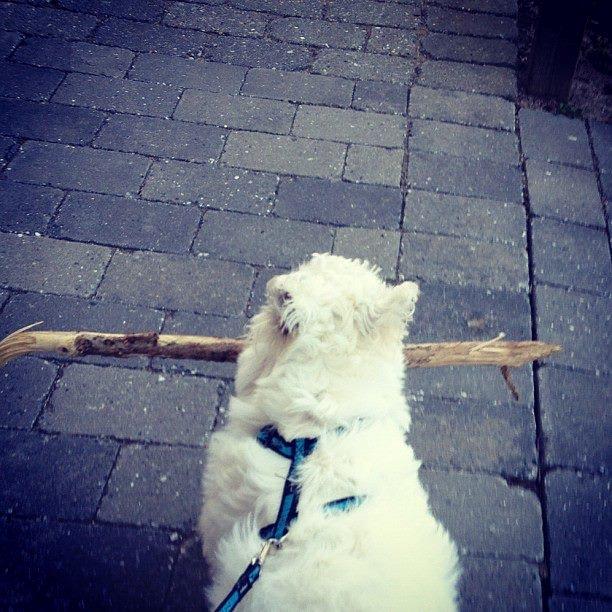 West highland white terrier Eddie Mcqueen - Eddie bryder sig ikke om at lege med pinde der ikke er mindst lige så lang som ham :) billede 4