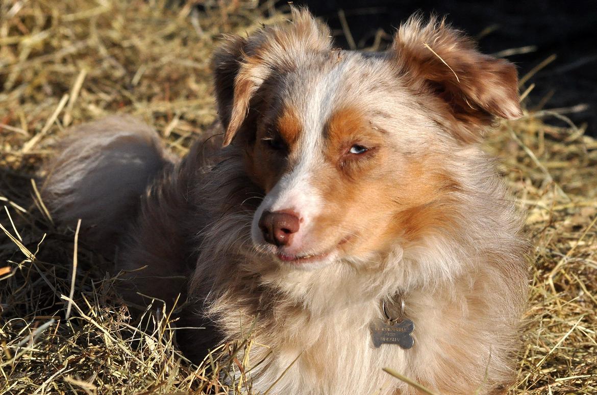 Miniature Australian Shepherd Blue billede 1