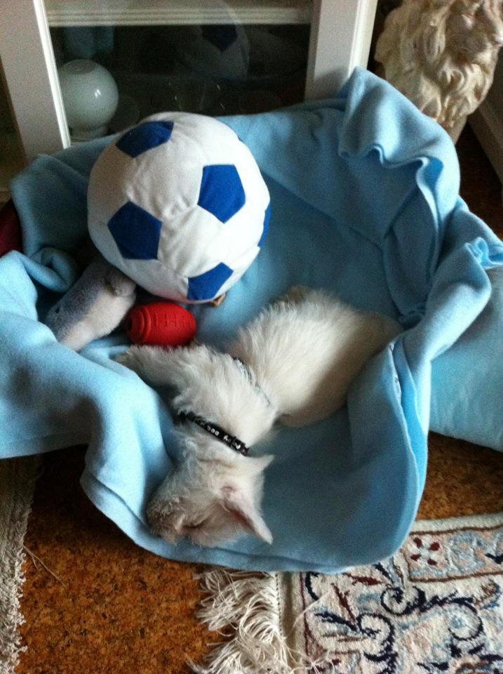 West highland white terrier Eddie Mcqueen billede 8