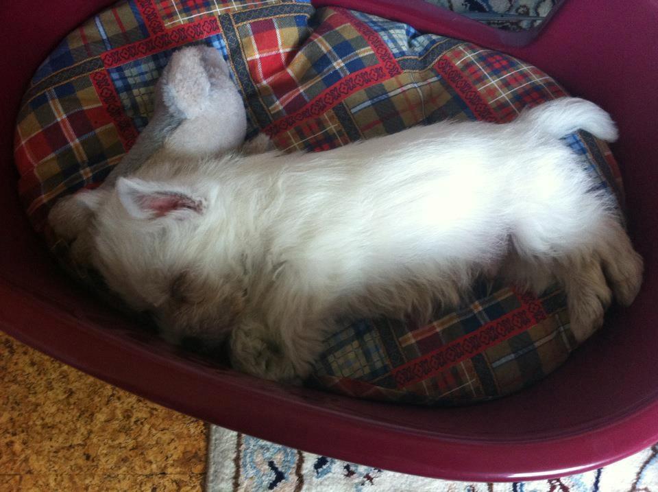 West highland white terrier Eddie Mcqueen billede 9