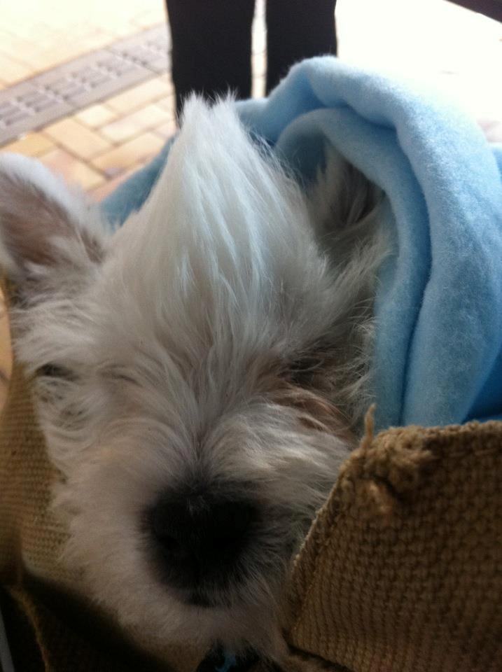 West highland white terrier Eddie Mcqueen billede 10