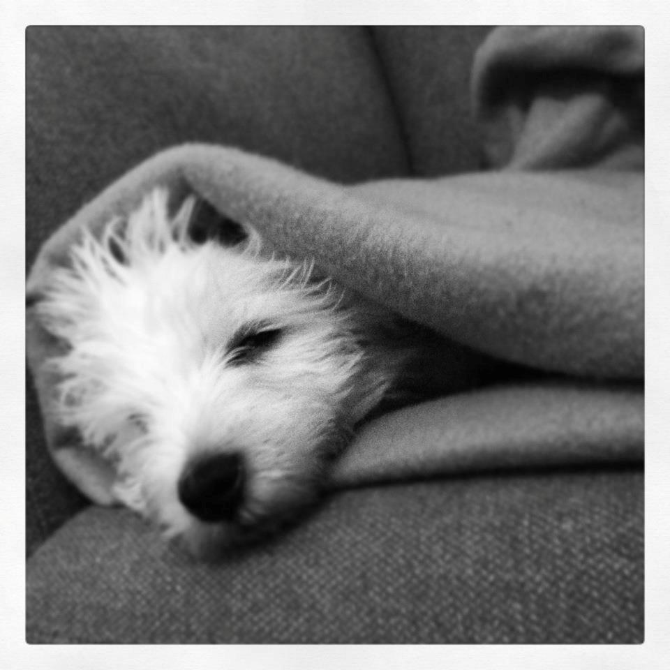 West highland white terrier Eddie Mcqueen billede 11
