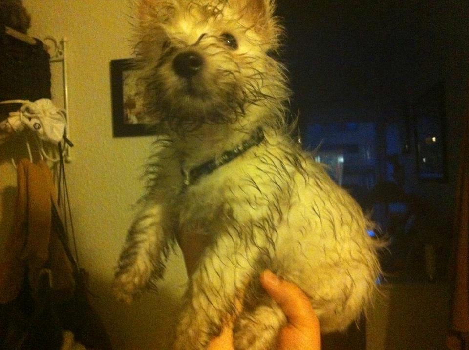 West highland white terrier Eddie Mcqueen - Tja.. En beskidt hund er en glad hund :) billede 12