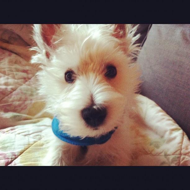 West highland white terrier Eddie Mcqueen billede 7