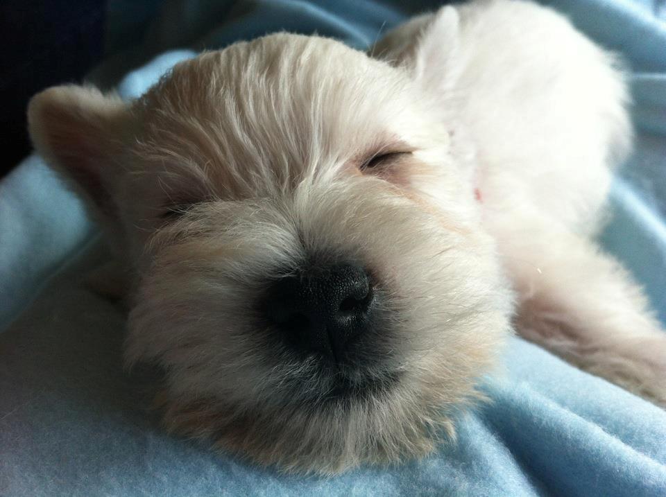 West highland white terrier Eddie Mcqueen - Aller første dag hos sin adoptiv mor! Ih han var så lille! <3  billede 13