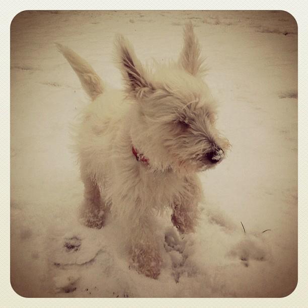 West highland white terrier Eddie Mcqueen billede 14