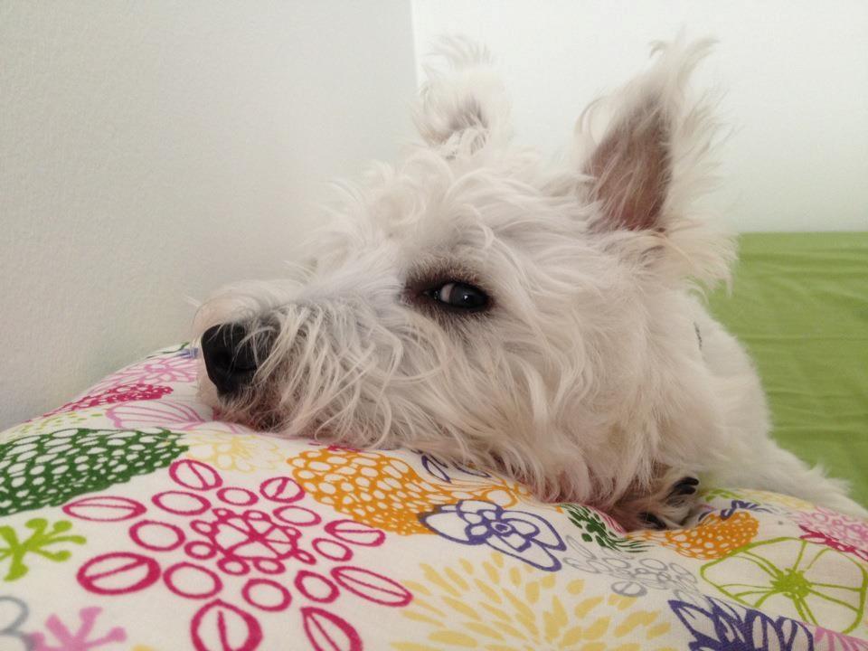 West highland white terrier Eddie Mcqueen - Så mor.. Du sover på gulvet og jeg tager din dyne, pude og tja også madrassen! - Godnat!  billede 6