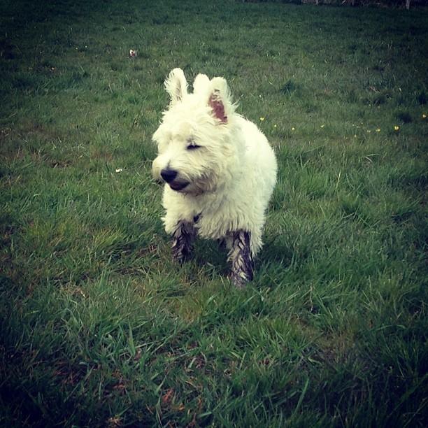 West highland white terrier Eddie Mcqueen - Eddie har enfetish over for økologiske støvler! :) billede 2
