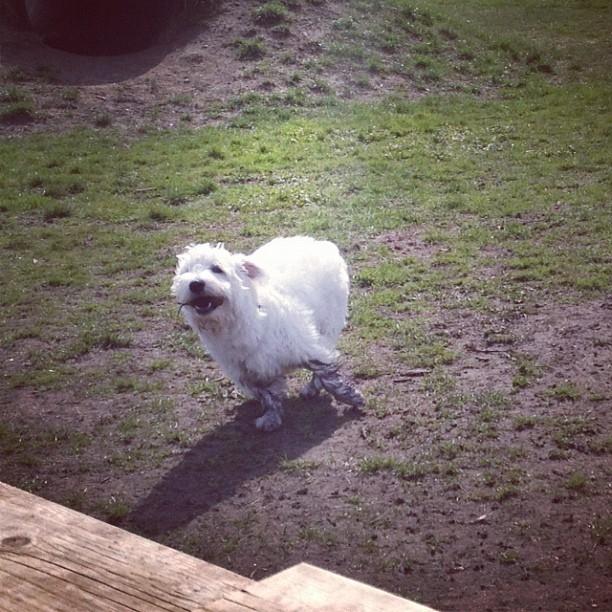 West highland white terrier Eddie Mcqueen billede 5