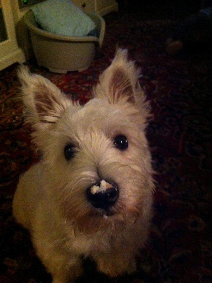 West highland white terrier Eddie Mcqueen - Lidt mad skal der gemmes til, til senere?! Hvis nu jeg skulle blive sulten igen ;) billede 1