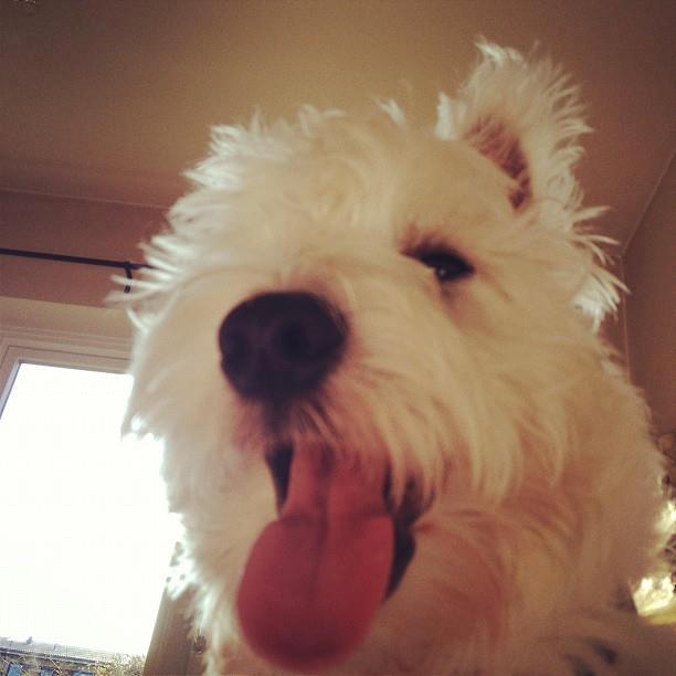 West highland white terrier Eddie Mcqueen - Jamen god morgen Eddie! :) tak fordi du gider at vække mig :) billede 3