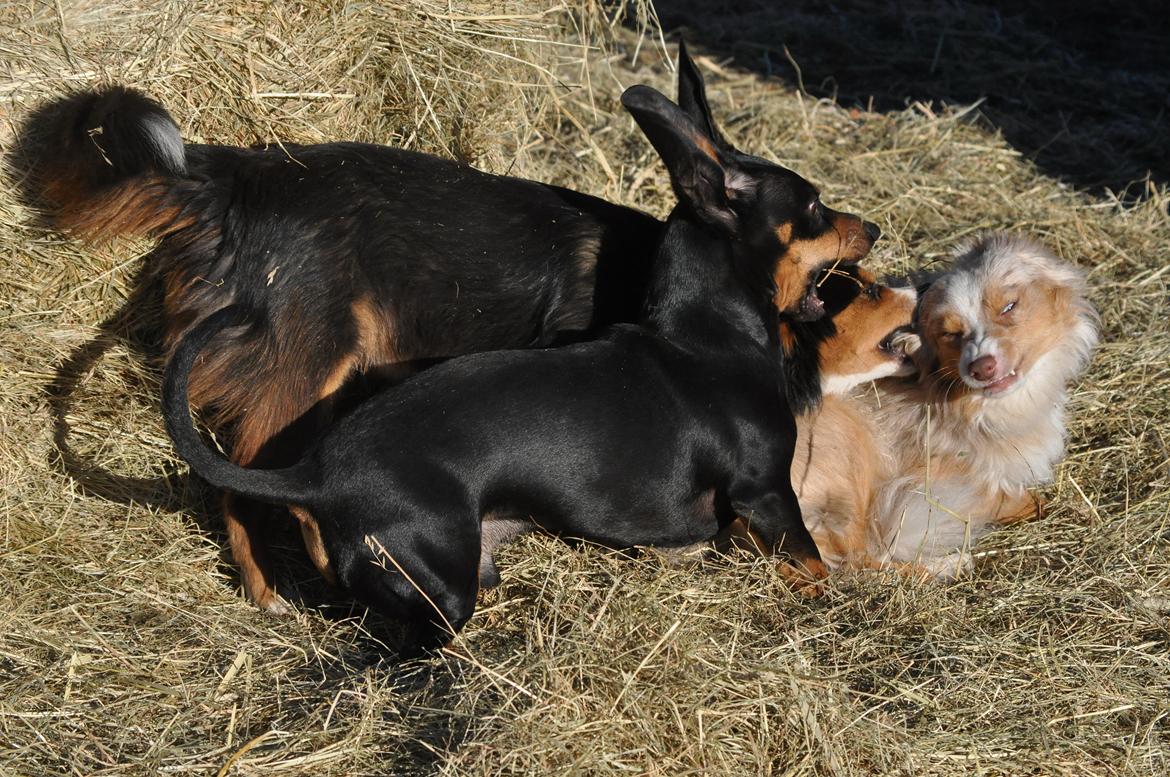 Miniature Australian Shepherd Blue billede 11