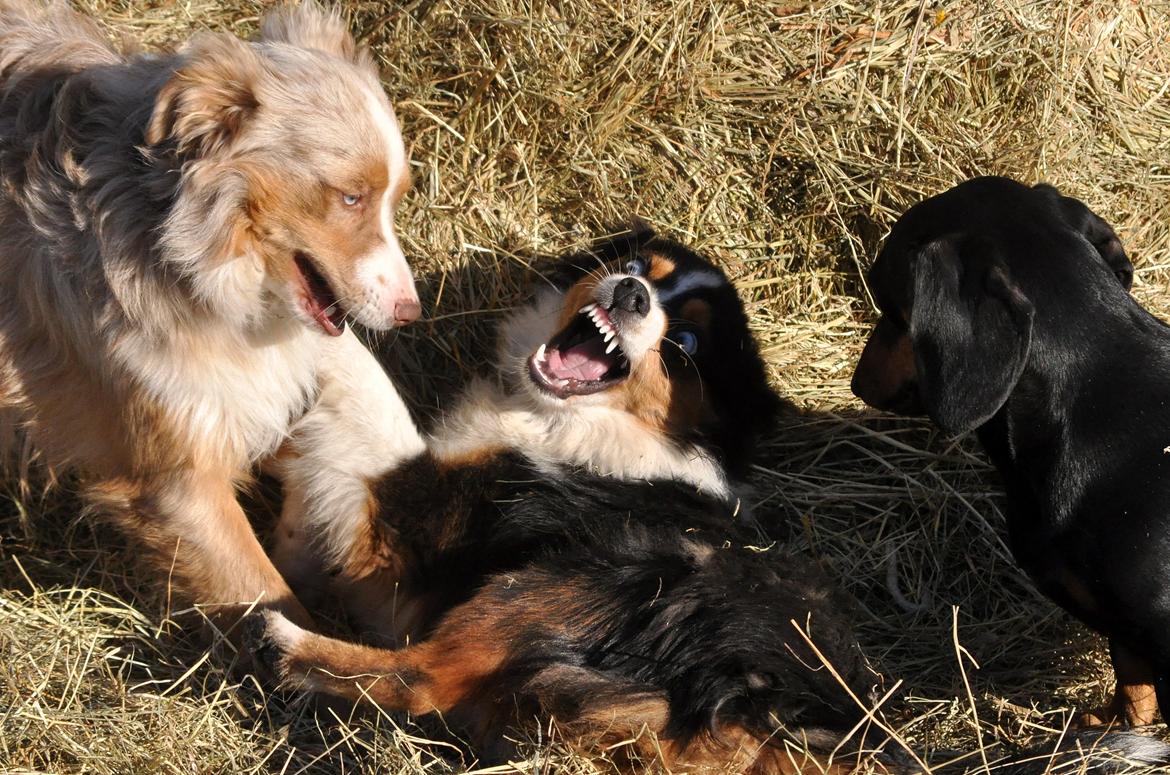 Miniature Australian Shepherd Blue billede 12