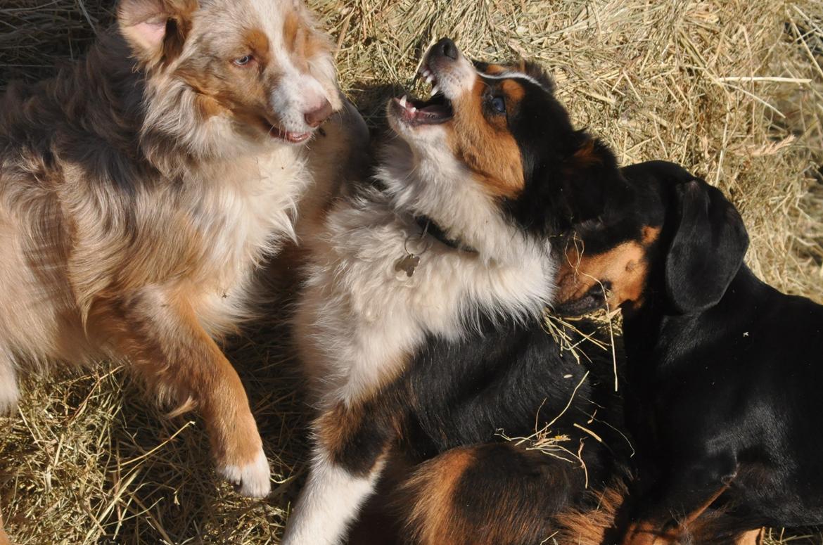 Miniature Australian Shepherd Blue billede 13