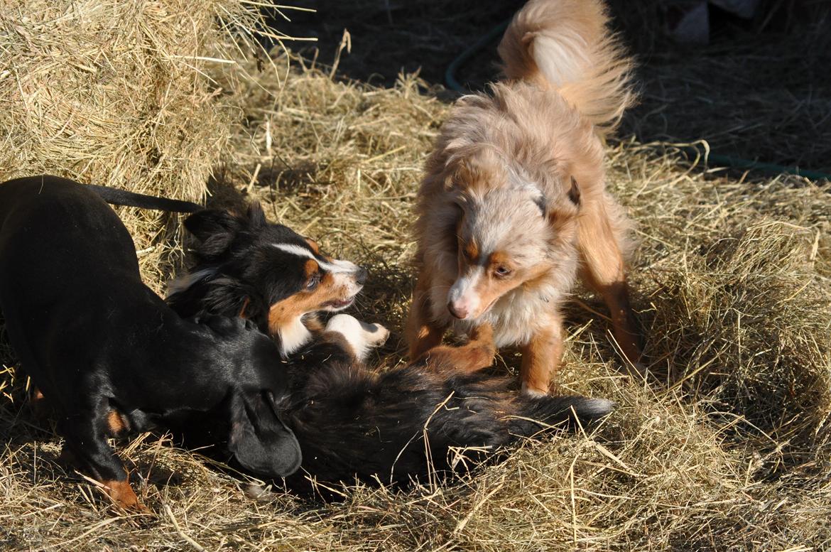 Miniature Australian Shepherd Blue billede 14