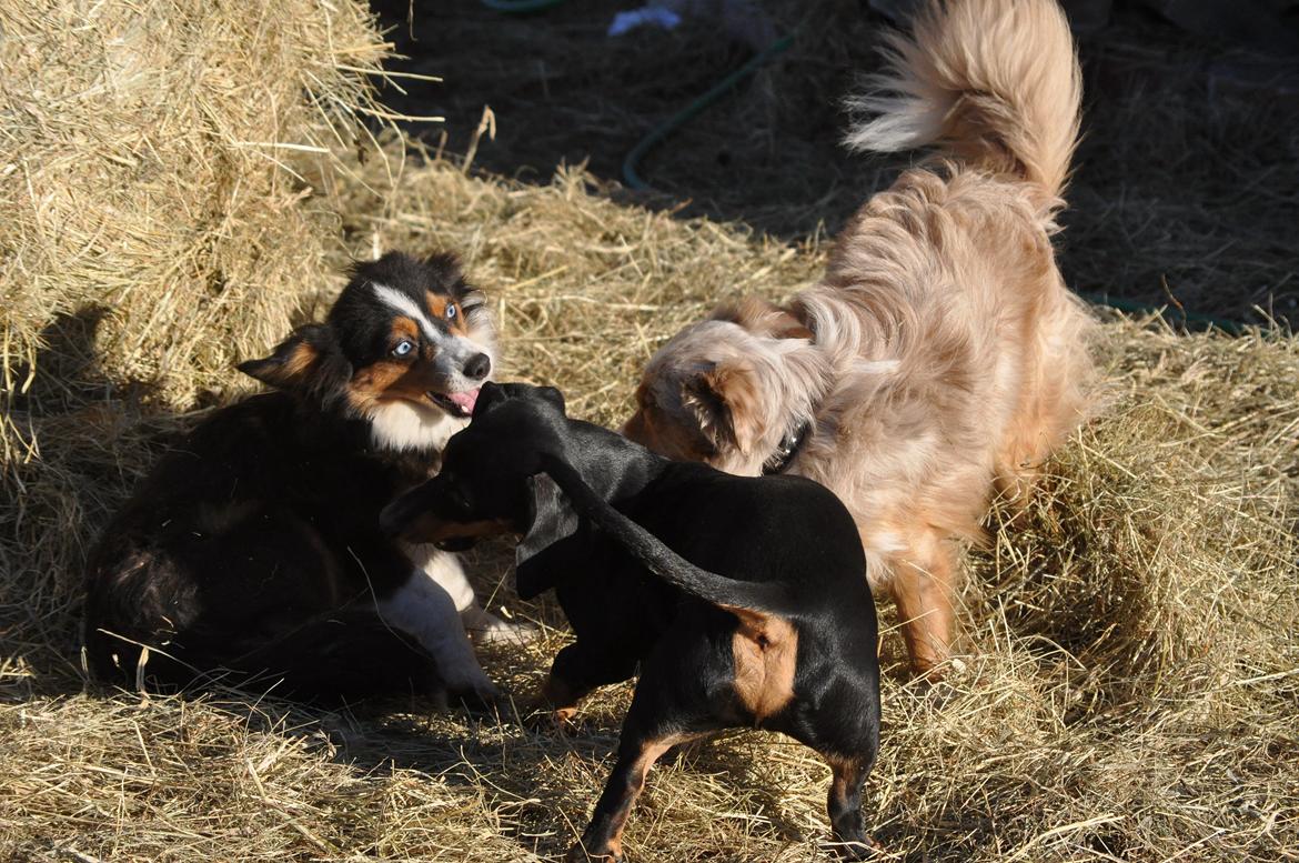 Miniature Australian Shepherd Blue billede 15