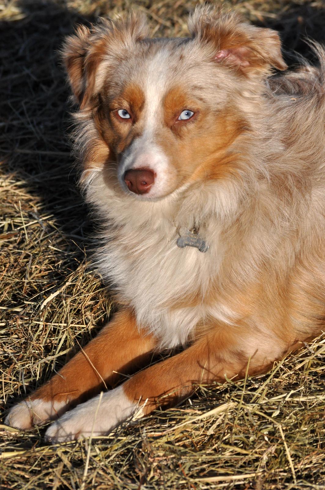 Miniature Australian Shepherd Blue billede 16
