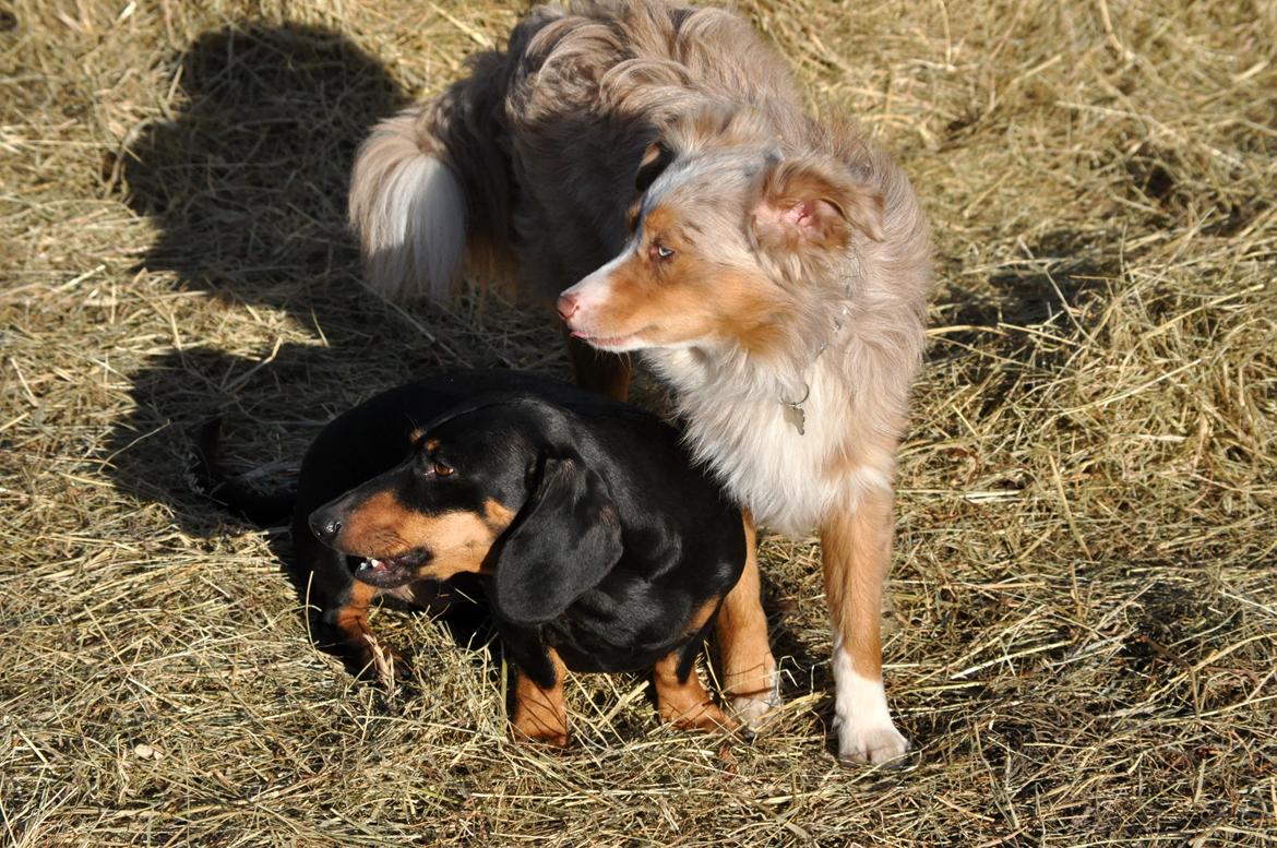 Miniature Australian Shepherd Blue billede 17