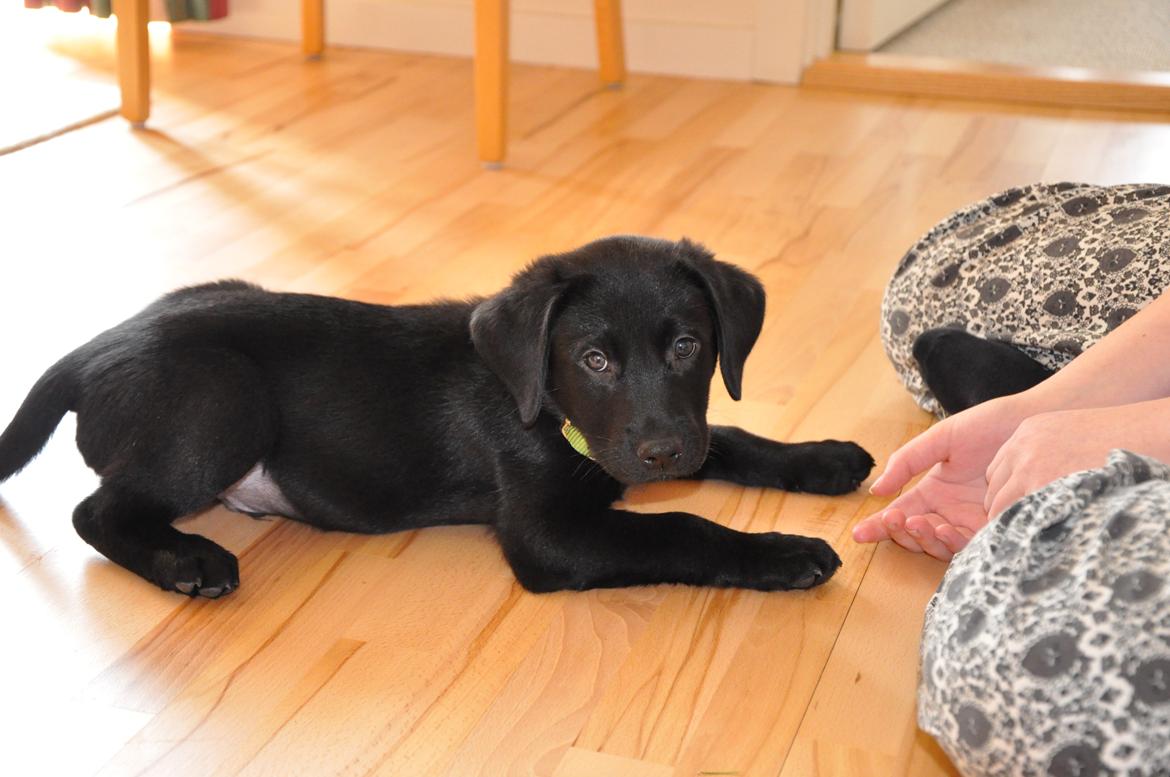 Labrador retriever Anton - Anton som så fint har forstået hvordan man skulle dække.
25/04-2012. billede 8