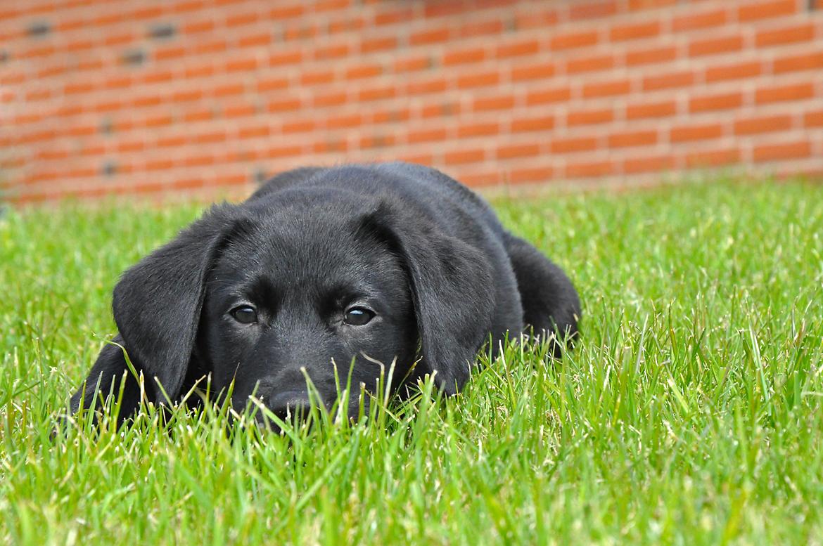 Labrador retriever Anton - "Hvis jeg nu putter mig ned i græsset, så kan de ikke se mig." (-:
25/04-2012. billede 10