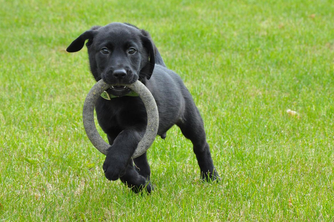 Labrador retriever Anton - Ringen er lige stor nok, så når Anton vil løbe med den i munden, kommer den altså lidt i vejen hehe :)
25/04-2012. billede 13