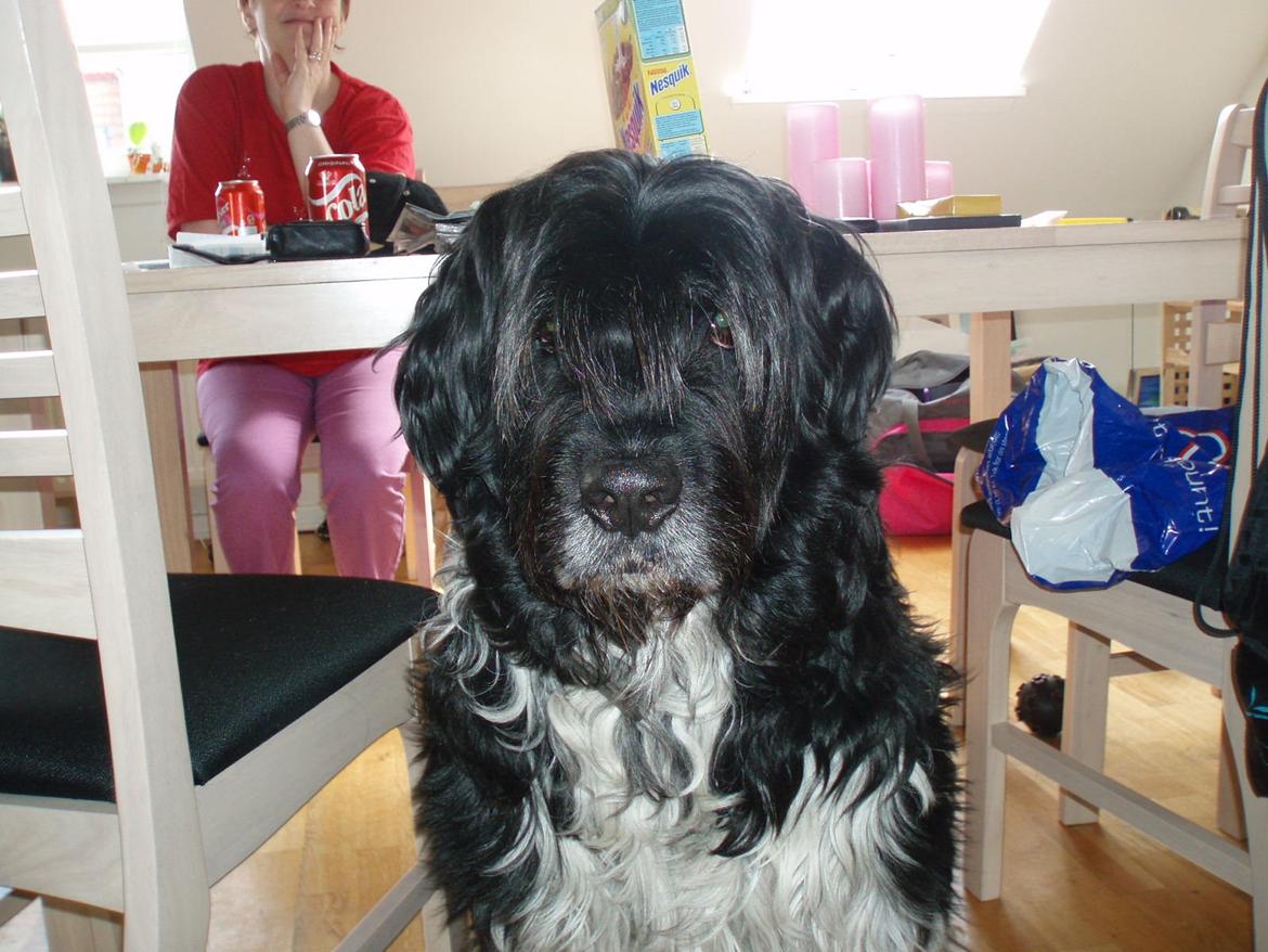 Blanding af racer Thor aflivet billede 1