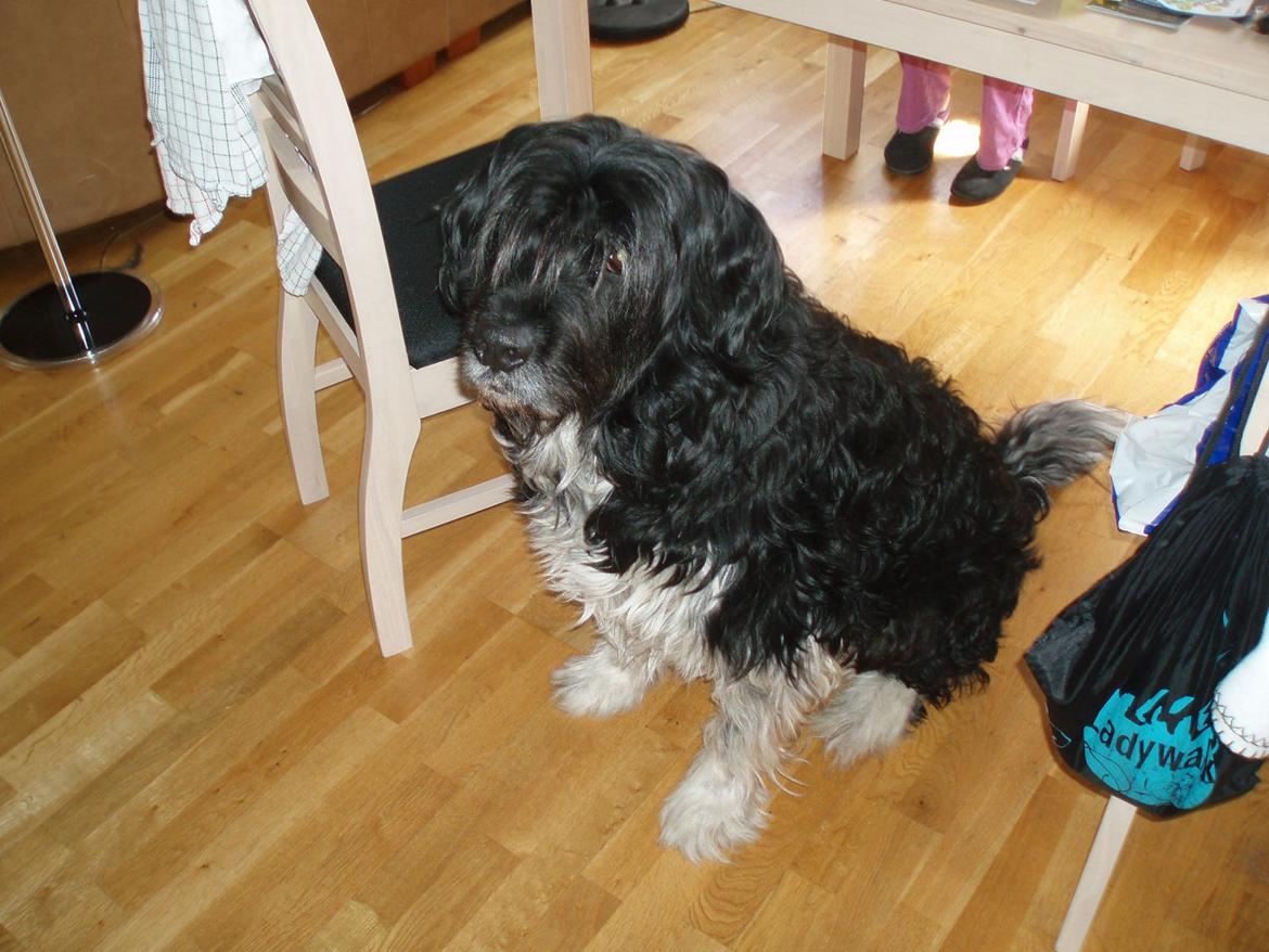 Blanding af racer Thor aflivet billede 2