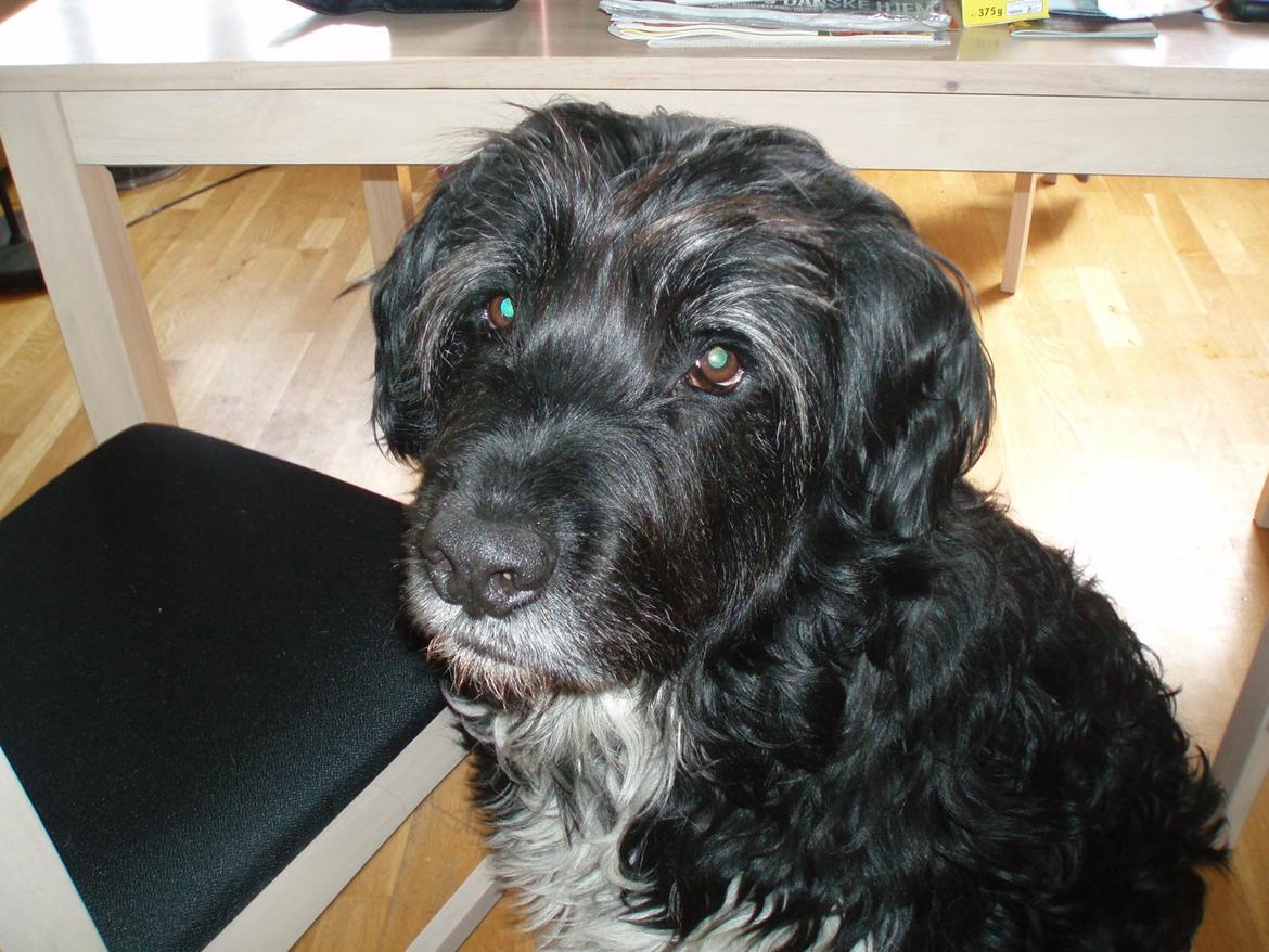 Blanding af racer Thor aflivet billede 3