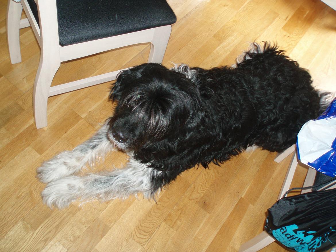 Blanding af racer Thor aflivet billede 4