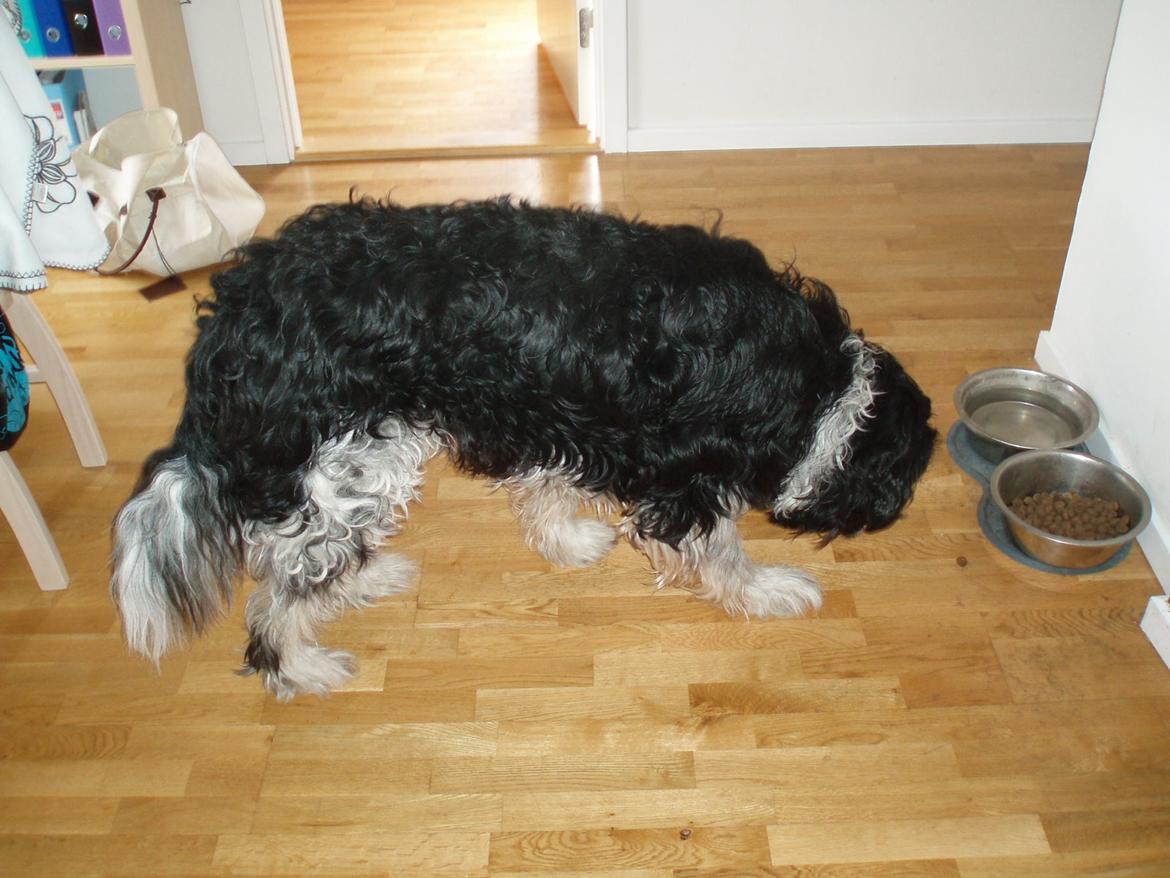 Blanding af racer Thor aflivet billede 5