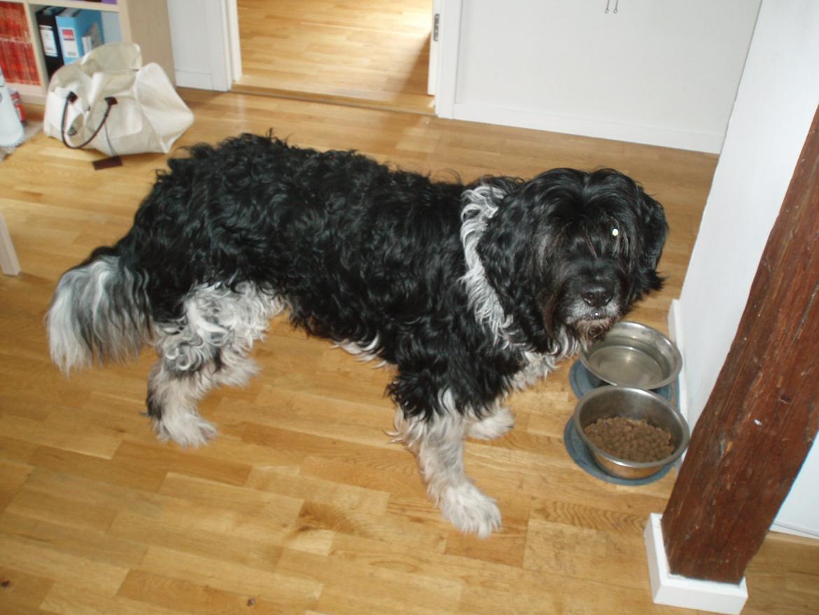 Blanding af racer Thor aflivet billede 6