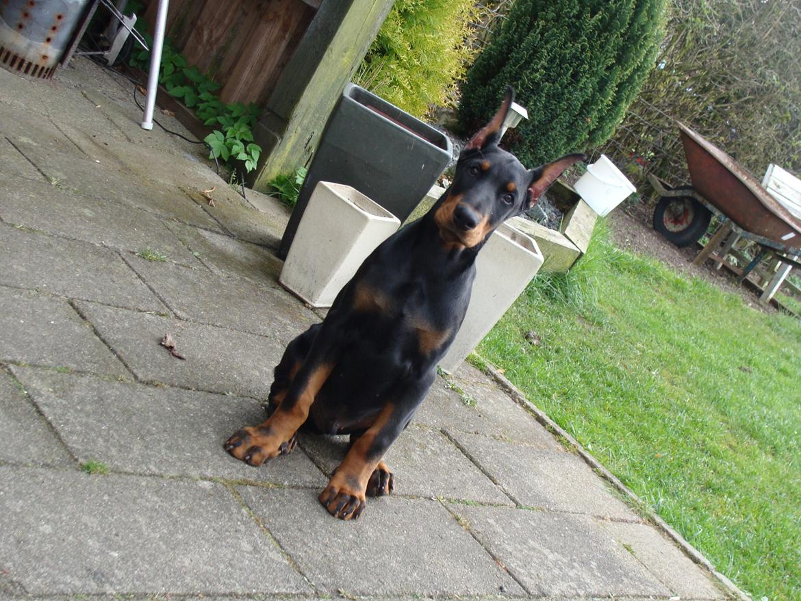 Dobermann Timoteo di Perlanera billede 14