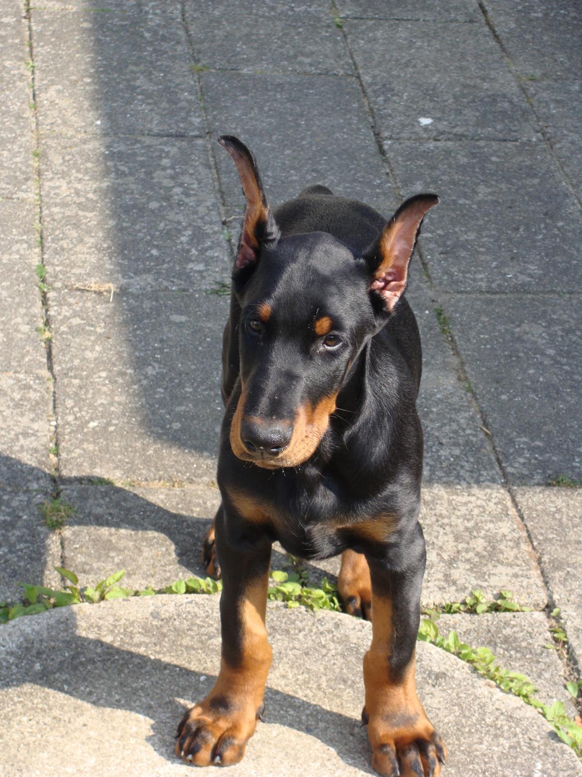 Dobermann Timoteo di Perlanera billede 15