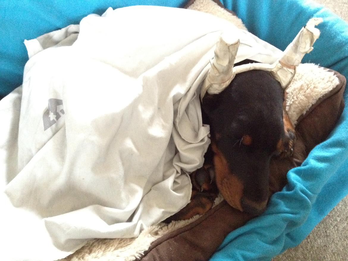 Dobermann Timoteo di Perlanera billede 16