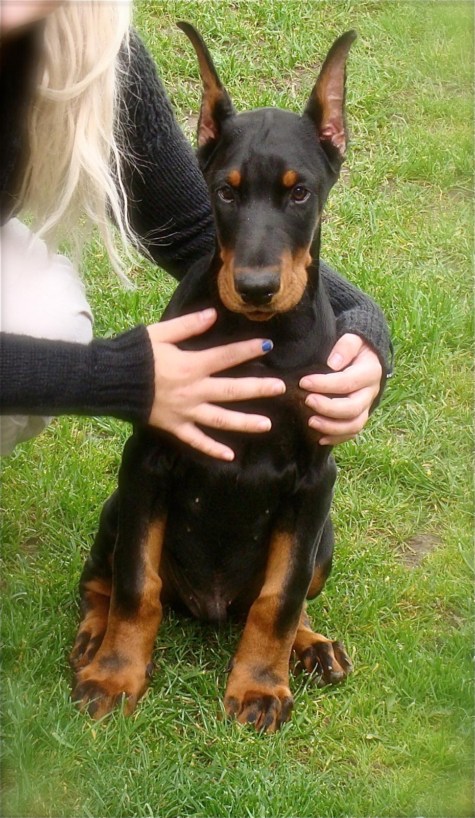 Dobermann Timoteo di Perlanera billede 17