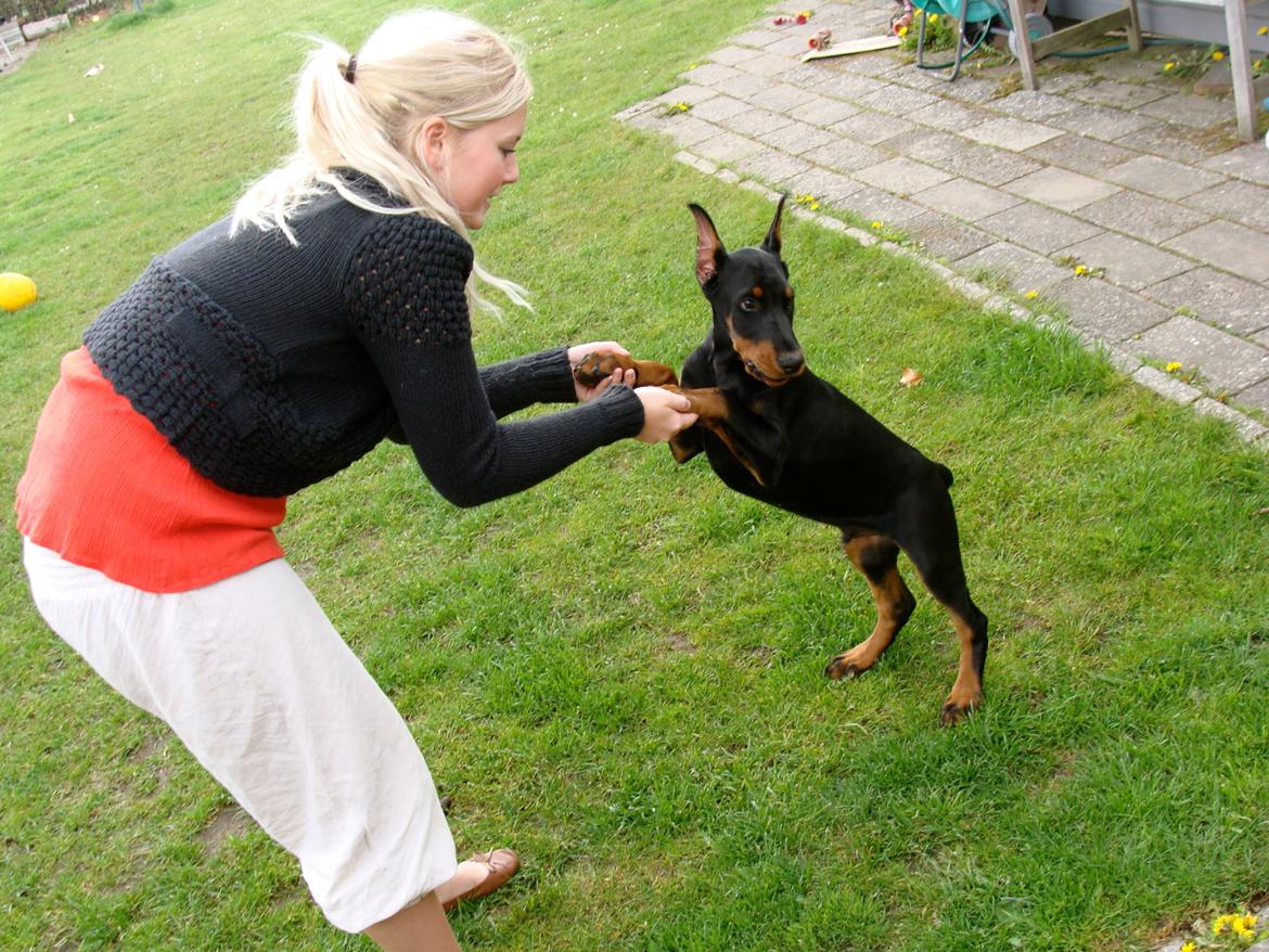 Dobermann Timoteo di Perlanera billede 19