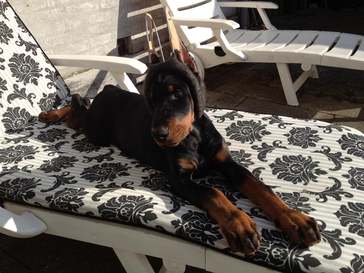 Dobermann Timoteo di Perlanera billede 20