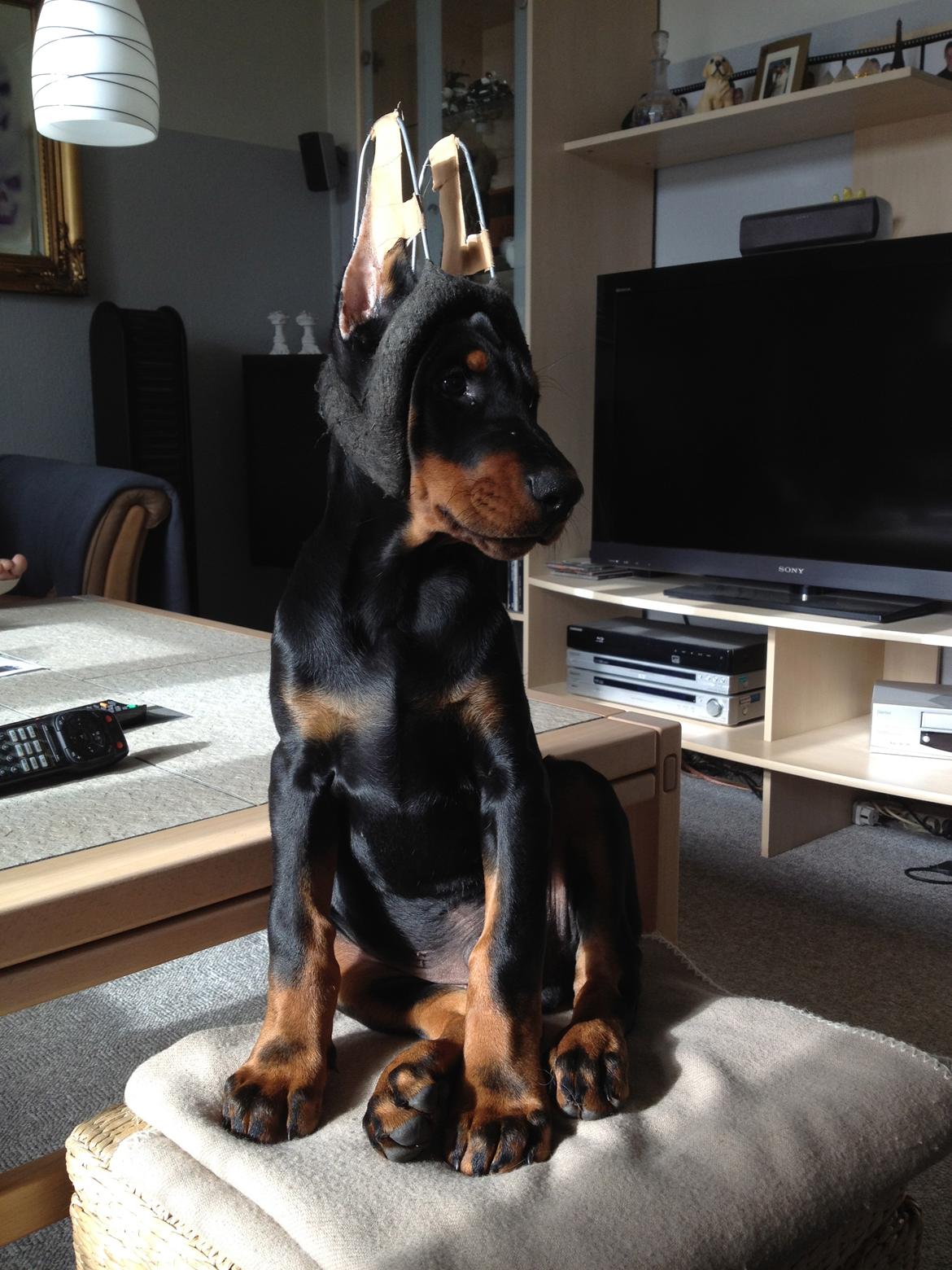 Dobermann Timoteo di Perlanera billede 21