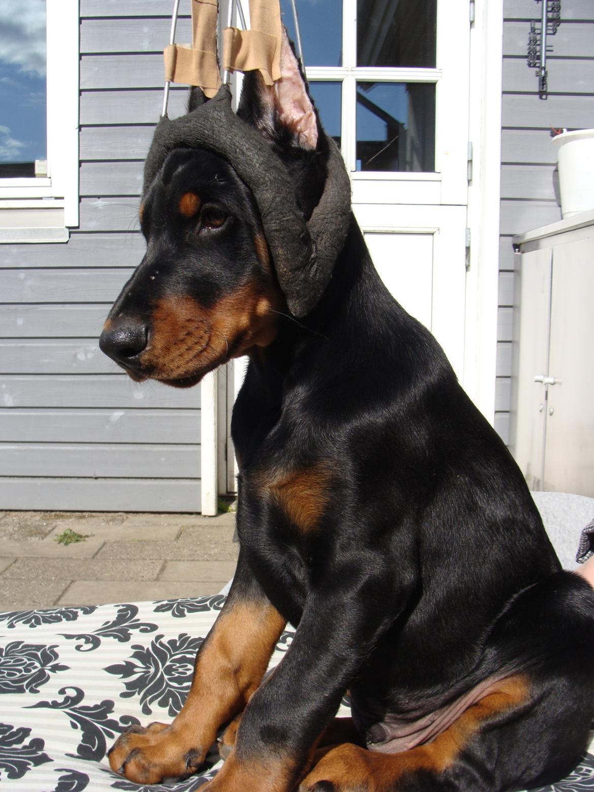 Dobermann Timoteo di Perlanera billede 22