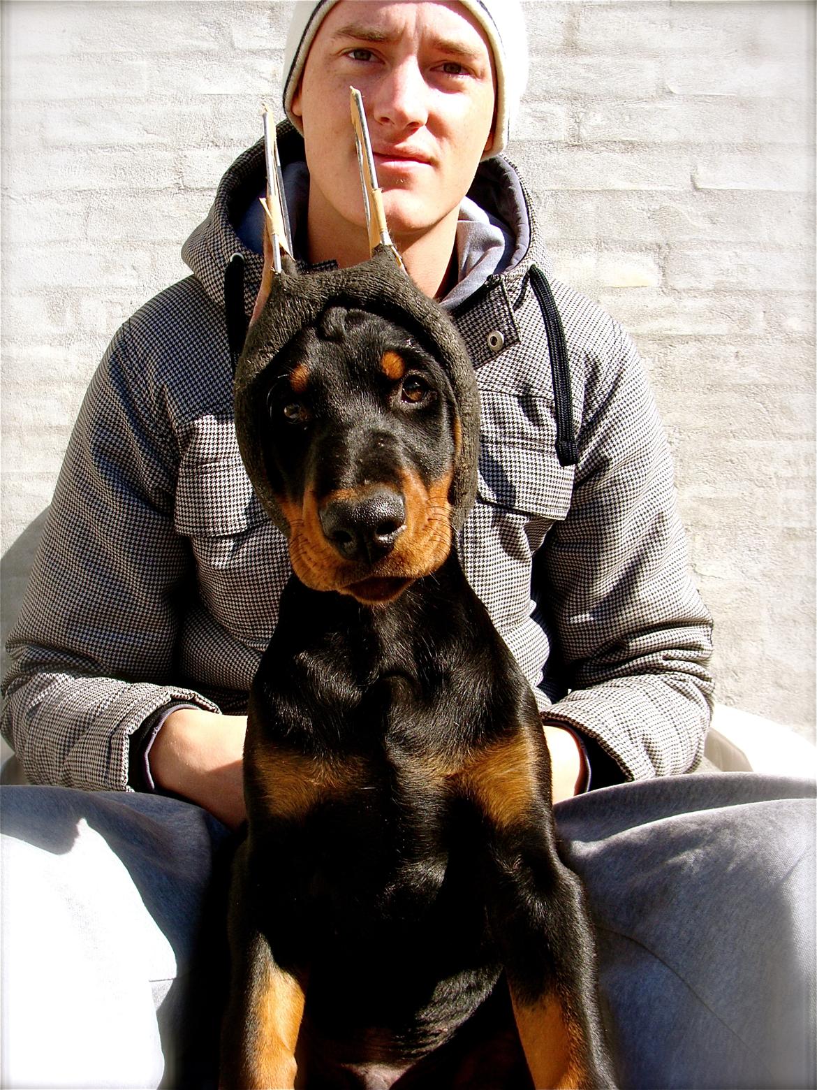 Dobermann Timoteo di Perlanera billede 23