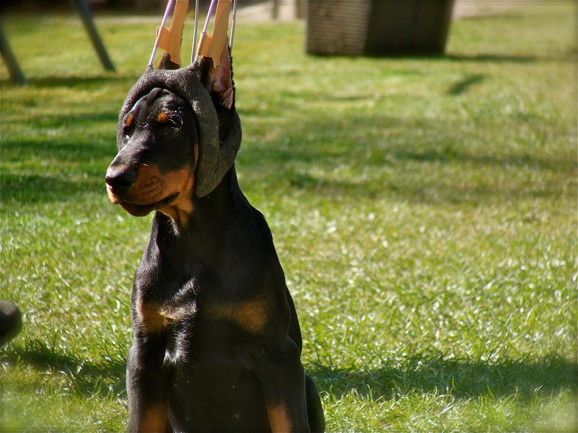Dobermann Timoteo di Perlanera billede 24